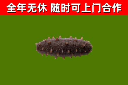 琼海回收海参干